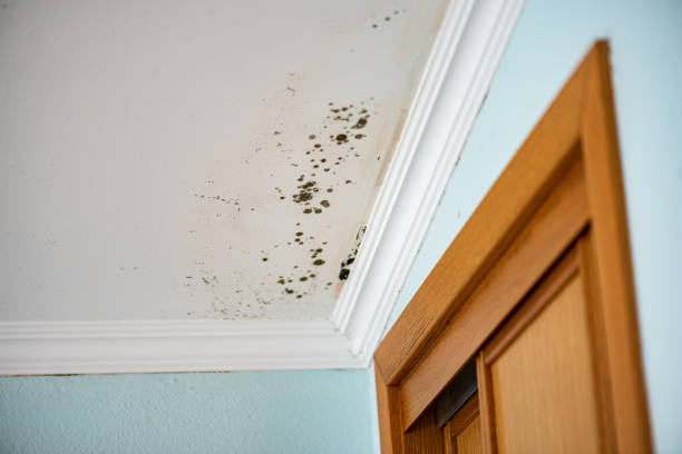 Best Attic Mold Removal  in Millersville, PA